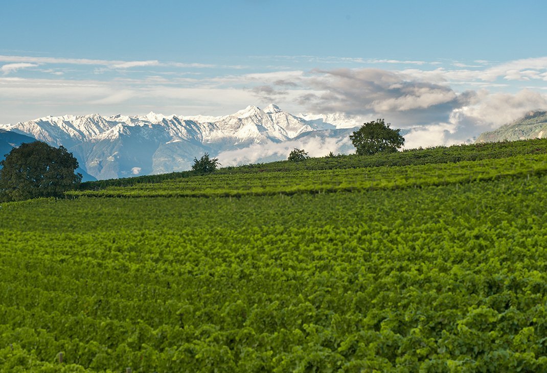 Weinberge Kellerei Lun Südtirol